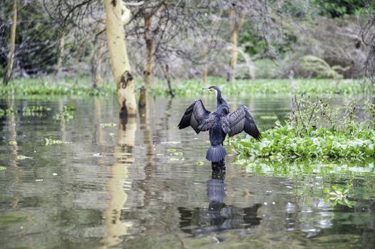 The Purple Swamphen in Naivasha lake of Kenya.