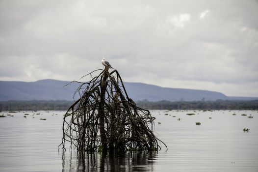 The seagull in Naivasha lake of Kenya.