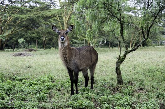 The waterbuck in Naivasha lake of Kenya.