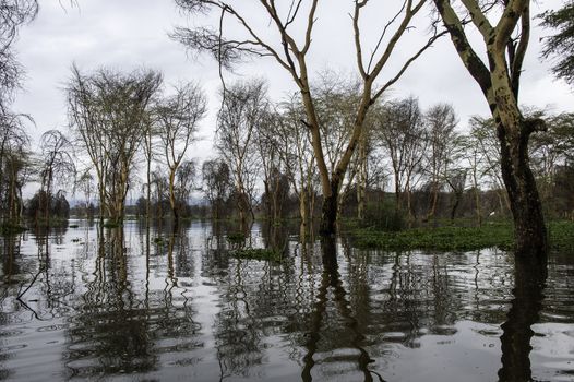 The naivasha lake where lot of wildlife lived in.