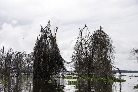 The naivasha lake where lot of wildlife lived in.