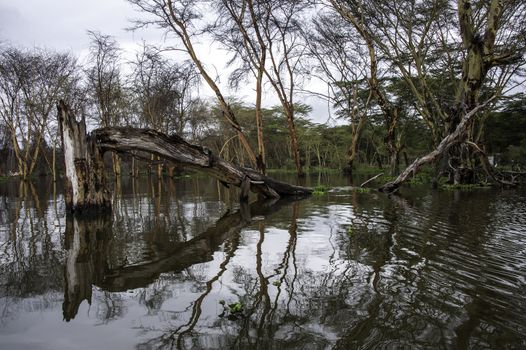 The naivasha lake where lot of wildlife lived in.