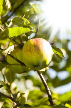 Green apples on apple tree branch