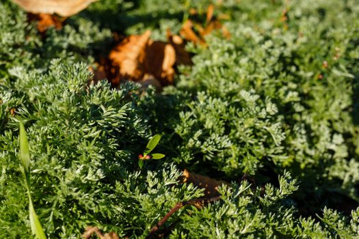 Autumn yellow leaves fallen on thuja shot outdoors