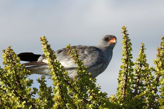 Goshawk bird of prey perched on top of a spekboom bush
