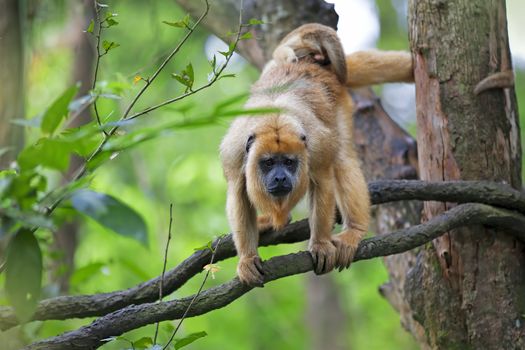 Mantled Howler Monkey with child hanging from a tree