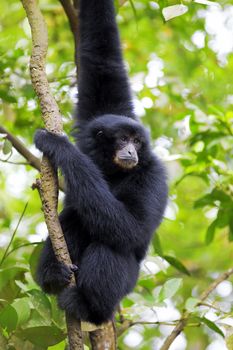 Siamang Gibbon hanging in the trees in Malaysia