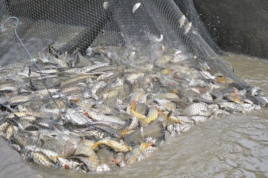 Unsorted Fish in a fishing nets