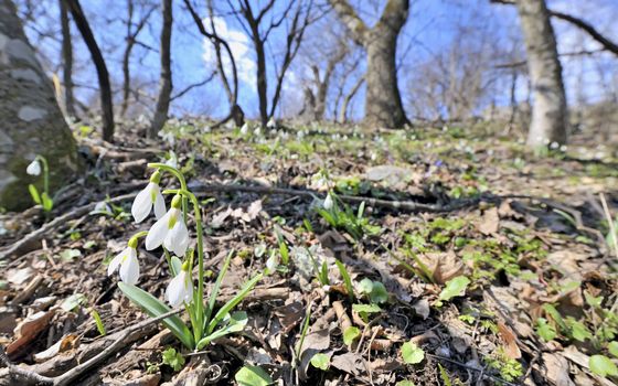 Snowdrop flowers in morning time in forest