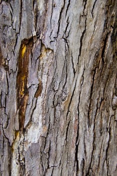 A close up of a textured bark of tree