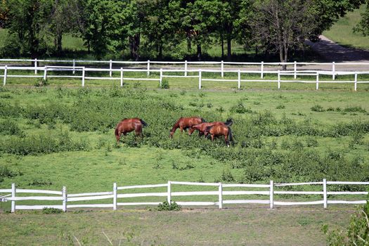 horses on farm aerial view