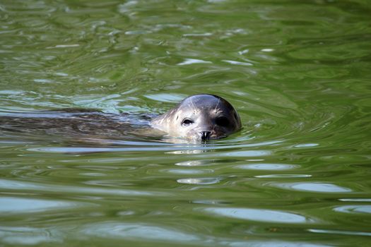 seal swimming in water wildlife