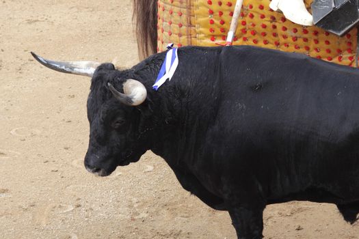 a wild bull wounded in a bullfight