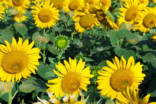 Beautiful blooming field of sunflowers under blue sky