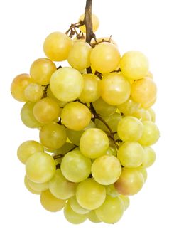 Branch of grapes isolated on white background