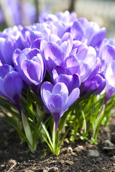 Purple crocus flowers in the spring time