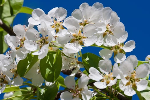 Beautiful spring blossom of apple cherry tree with white flowers