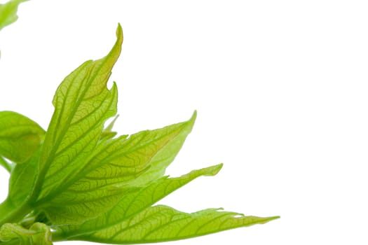 Blossoming spring buds and green leaves isolated on white background