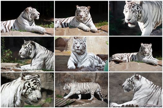 Beautiful photos of  White Tiger in Zoo