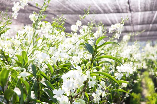 Blooming orchid in the garden