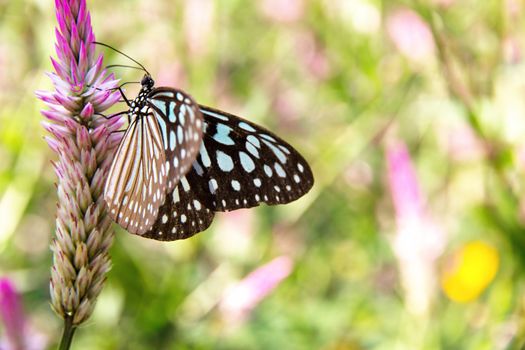 The Common Glassy Tiger Butterfly on Flowers