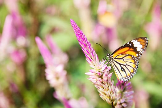 Danaus genutia butterfly on flowers