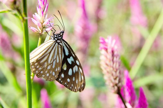 The Common Glassy Tiger Butterfly on Flowers