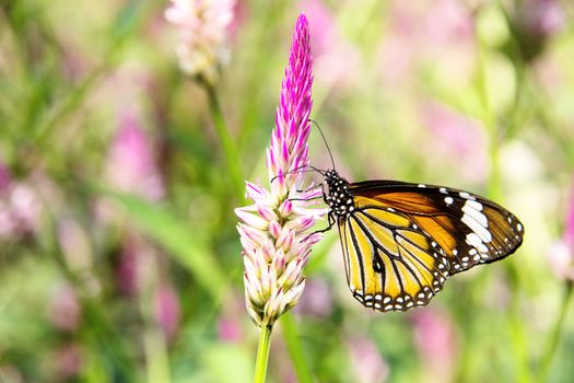 Danaus genutia butterfly on flowers