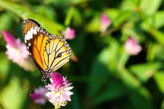 Danaus genutia butterfly on flowers