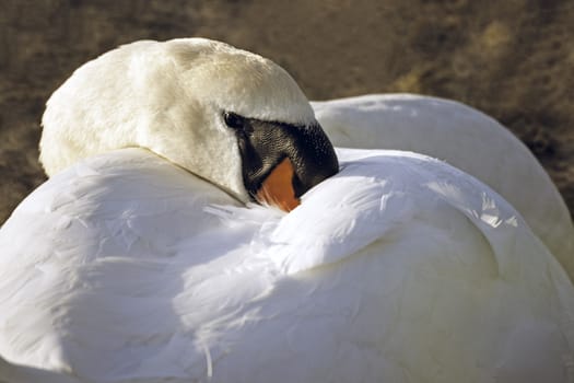 A  Mute swan is resting