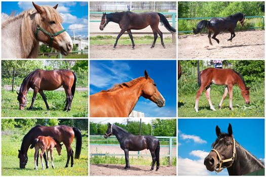 Beautiful photos of horse outdoors in summer