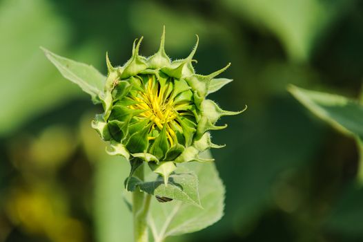 Bud sunflower macro in the field in near Edirne Turkey