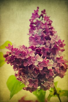 Grunge purple lilac flower close up in a garden