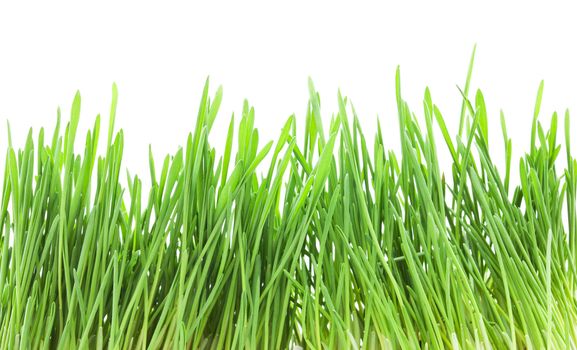 Fresh green grass isolated on white background