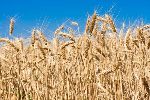 Beautiful golden wheat field under blue sky