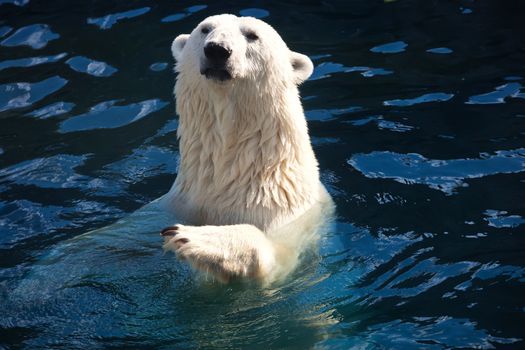 Nice photo of cute white polar bear