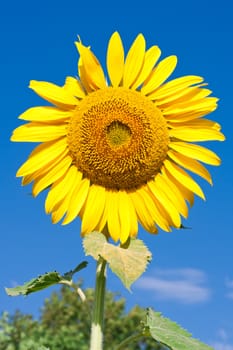 Beautiful close-up photo of big yellow sunflower