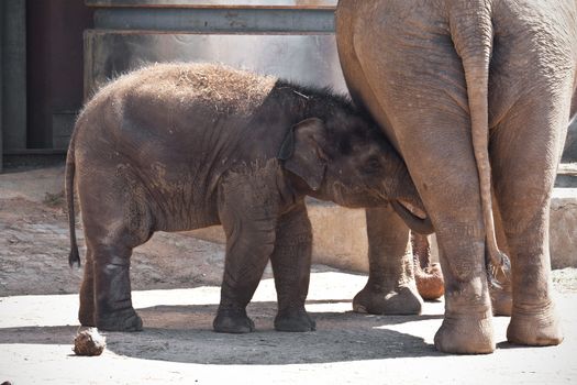 Huge elephant with its cute baby walking in zoo