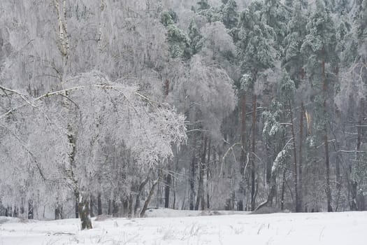 Nice photo of winter forest covered by white snow
