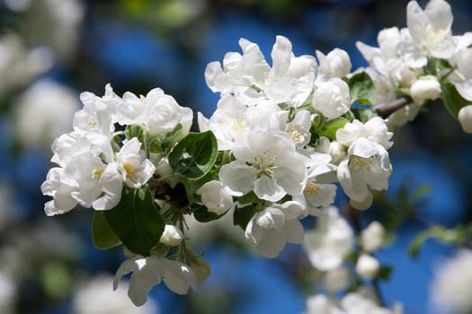 Beautiful spring blossom of apple cherry tree with white flowers