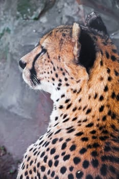 Beautiful close-up portrait of young graceful Cheetah