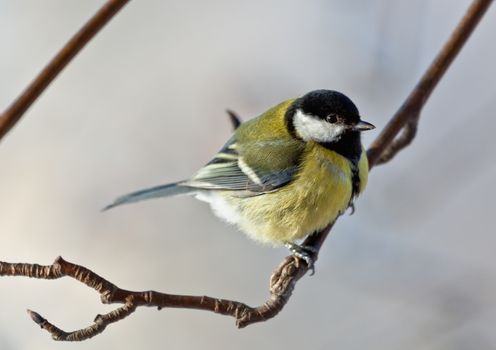 The big titmouse sits on a tree branch in winter day