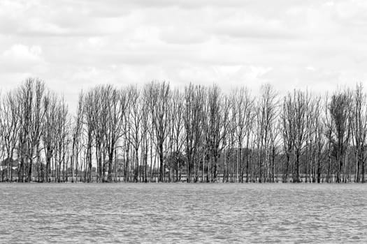 Row of trees in flooded landscape - black and white image