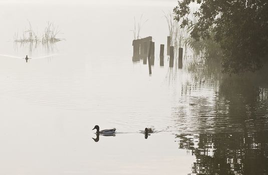 Swimming ducks on early morning at the lake