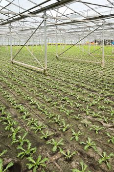 Overview new planting of young Andive plants in glasshouse in summer - vertical