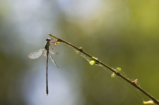 Emerald damselfly or Lestes virides attached to a branch at the waterside