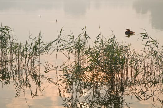 Birds, reed and a misty sunrise at the lake - horizontal