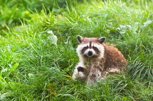 Common raccoon or Procyon lotor sitting on grass holding clover