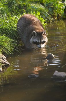 Common raccoon or Procyon lotor in evening sun searching for food in water - vertical