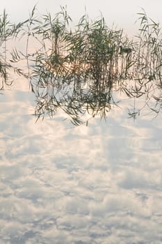 Reflections, birds, reed and a misty sunrise at the lake - vertical
